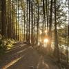 Lakeside trail loop