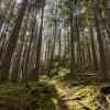 Hidden Grove