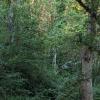 Deer Lake Trail