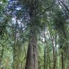 Hidden Grove