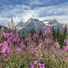 Berg Lake Trail