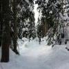 Dog Mountain photo