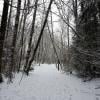 Pacific Spirit Regional Park photo