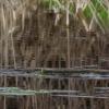 Cheam Lake Wetlands photo