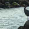 Foreshore Trail photo