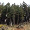 Woodland Walk Trail photo