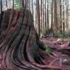 Woodland Walk Trail photo