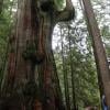 Big Cedar and Kennedy Falls Trail photo