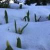 Mount Cheam photo