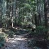 Woodland Walk Trail photo