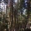 Garibaldi Lake photo
