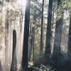 Baden Powell Deep Cove to Lynn Canyon photo