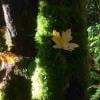 Kanaka Creek Cliff Falls photo