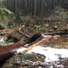 Woodland Walk Trail photo