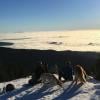 Dog Mountain photo