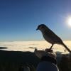 Dog Mountain photo