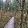 Baden Powell Lynn Canyon to Grouse photo