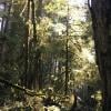 Cypress Falls photo