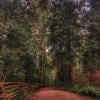 Pacific Spirit Regional Park photo