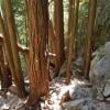 Stawamus Chief photo