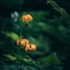 Cheakamus Lake photo