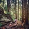 Dog Mountain photo