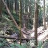 Sumas Mountain photo