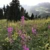 Mount Cheam photo
