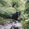 Hollyburn Mountain photo