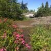 Hollyburn Mountain photo