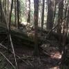 Big Cedar and Kennedy Falls Trail photo