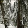 Dog Mountain photo