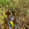 Burns Bog Delta Nature Reserve photo
