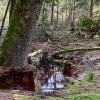 Burns Bog Delta Nature Reserve photo