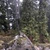 Lynn Peak photo