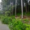 Woodland Walk Trail photo