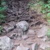 Dog Mountain photo