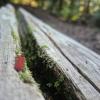 Lynn Peak photo