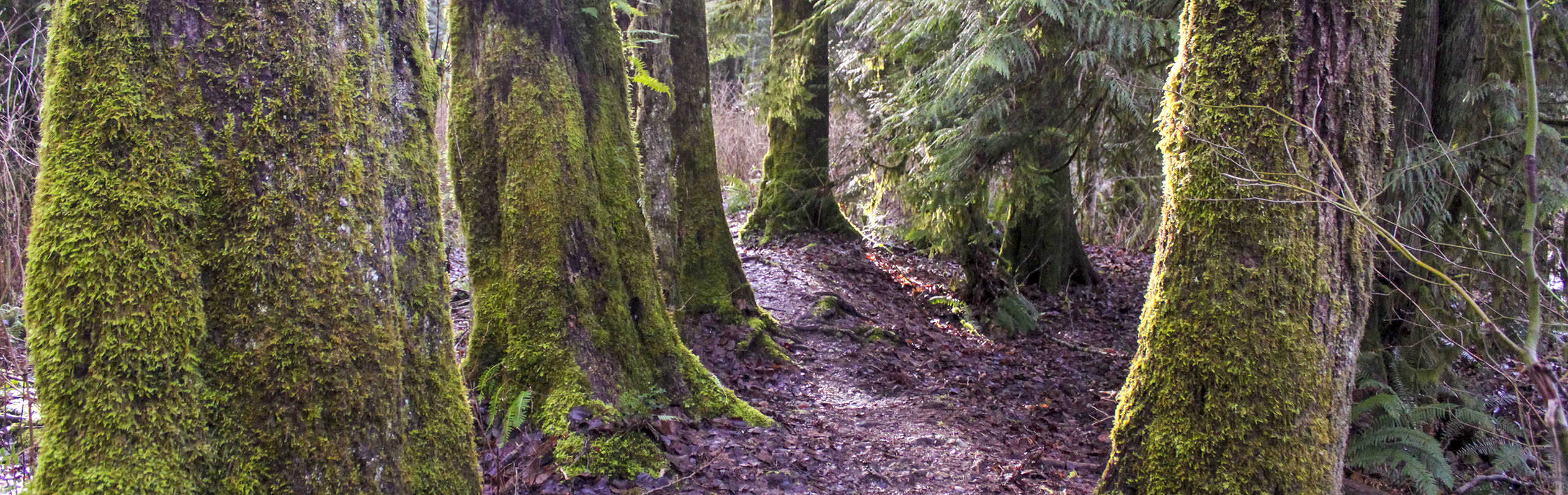 A forested trail along the Coquitlam River