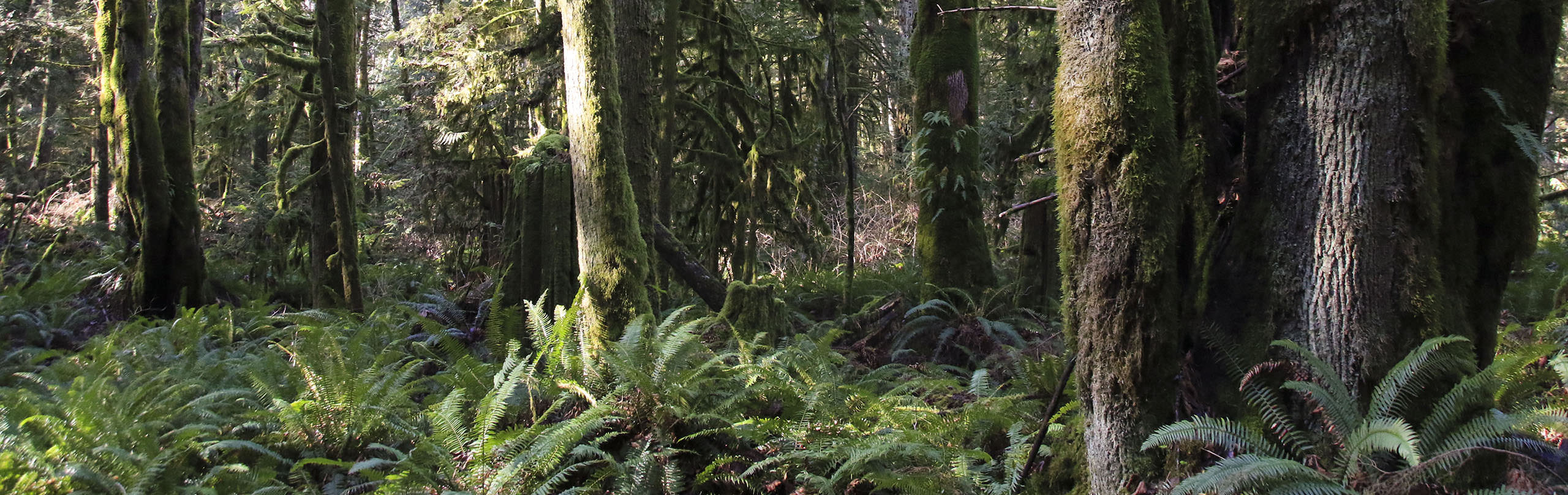 A forested area near Hayward Lake in Mission, BC