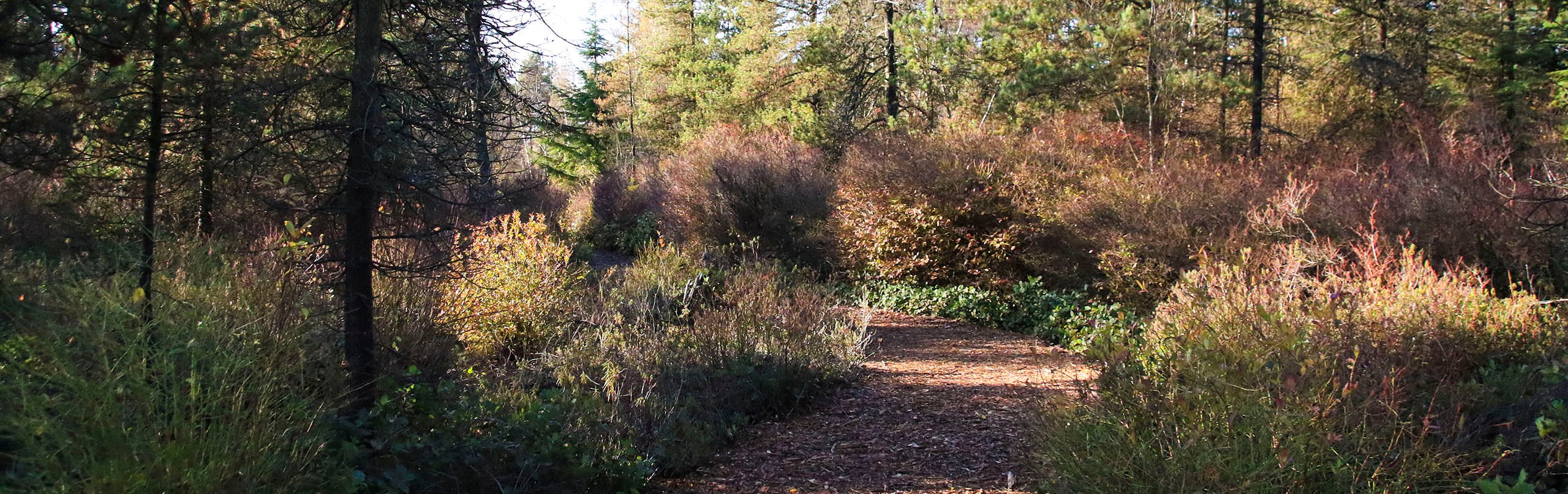 A path in the Richmond Nature Park