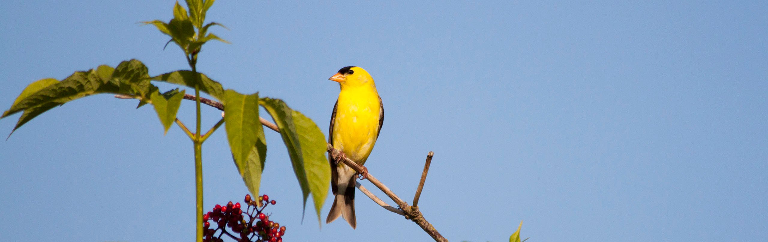 An American Goldfinch sits on a branch near White Rock, BC