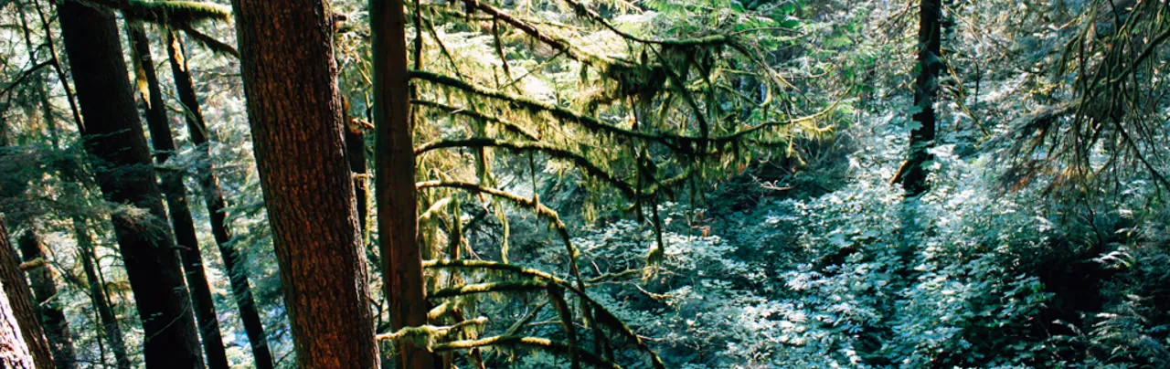 Baden Powell Lynn Canyon to Grouse