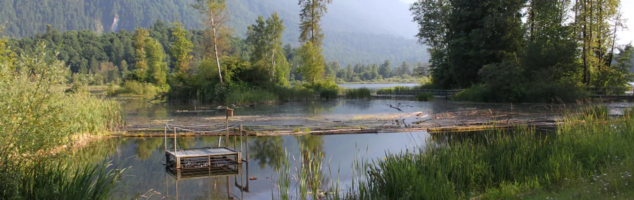 Cheam Lake Wetlands