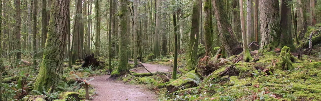 Hidden Grove