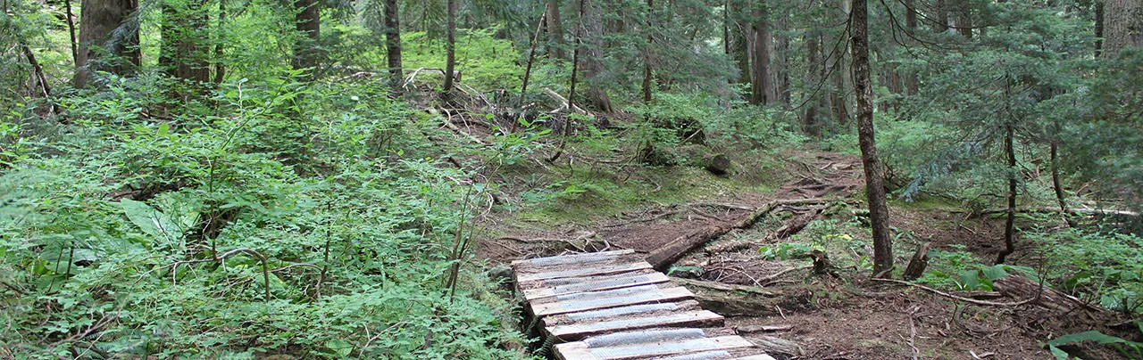 Lower Hollyburn