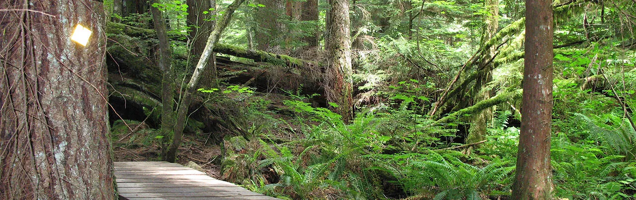 Lynn Loop