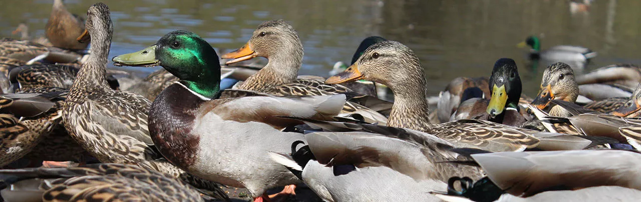 Reifel Bird Sanctuary