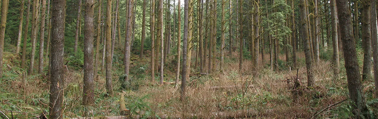 UBC Malcolm Knapp Research Forest