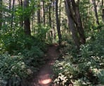 The Abby Grind climbs through the forest